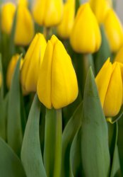 Yellow Master