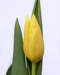 Bolroyal Honey